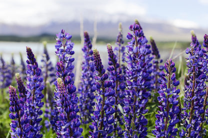 100 PERENNIAL LUPINE Blue Violet Lupinus Perennis Wild Lupine Sundial Purple Native Hummingbird Flower Seeds