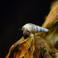 Malaysian Trumpet 20+ Snails
