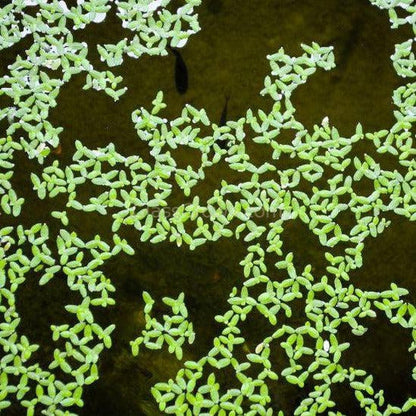 Lesser Duckweed 2oz Portion