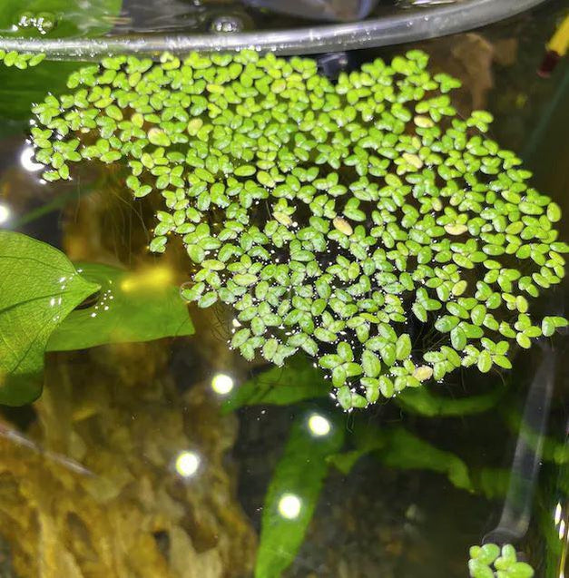 Lesser Duckweed 2oz Portion