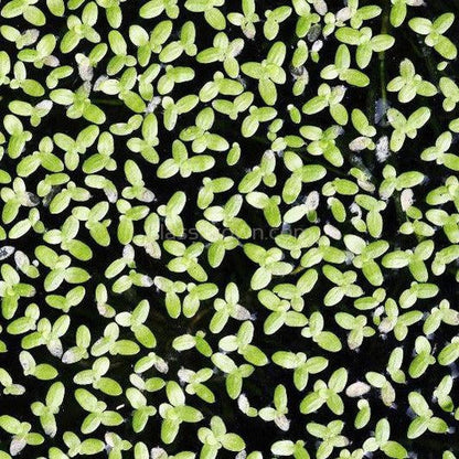 Lesser Duckweed 2oz Portion