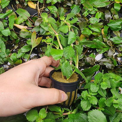 Water Wisteria (Hygrophila Difformis)