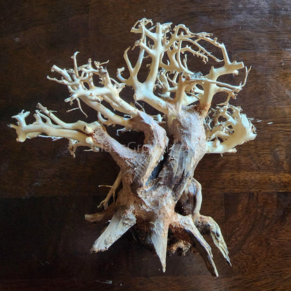 Dragonwood Bonsai Wood Nano Size 6"