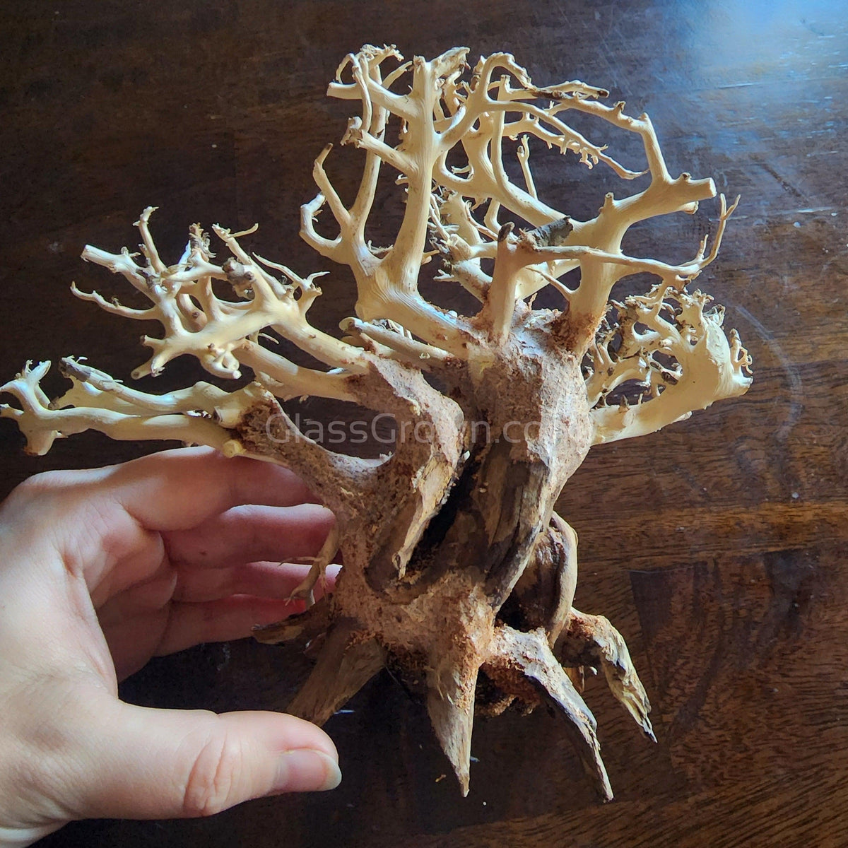 Dragonwood Bonsai Wood Nano Size 6"