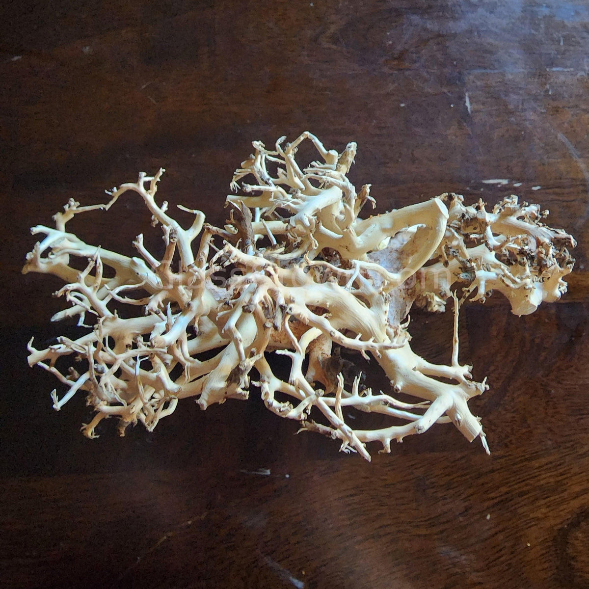 Dragonwood Bonsai Wood Nano Size 6"