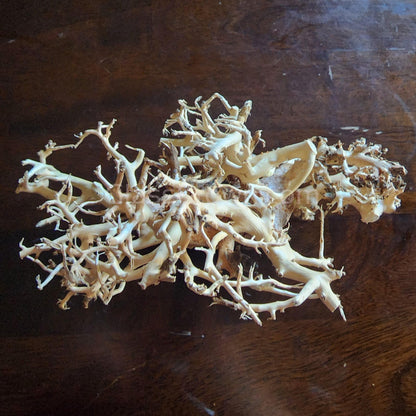 Dragonwood Bonsai Wood Nano Size 6"