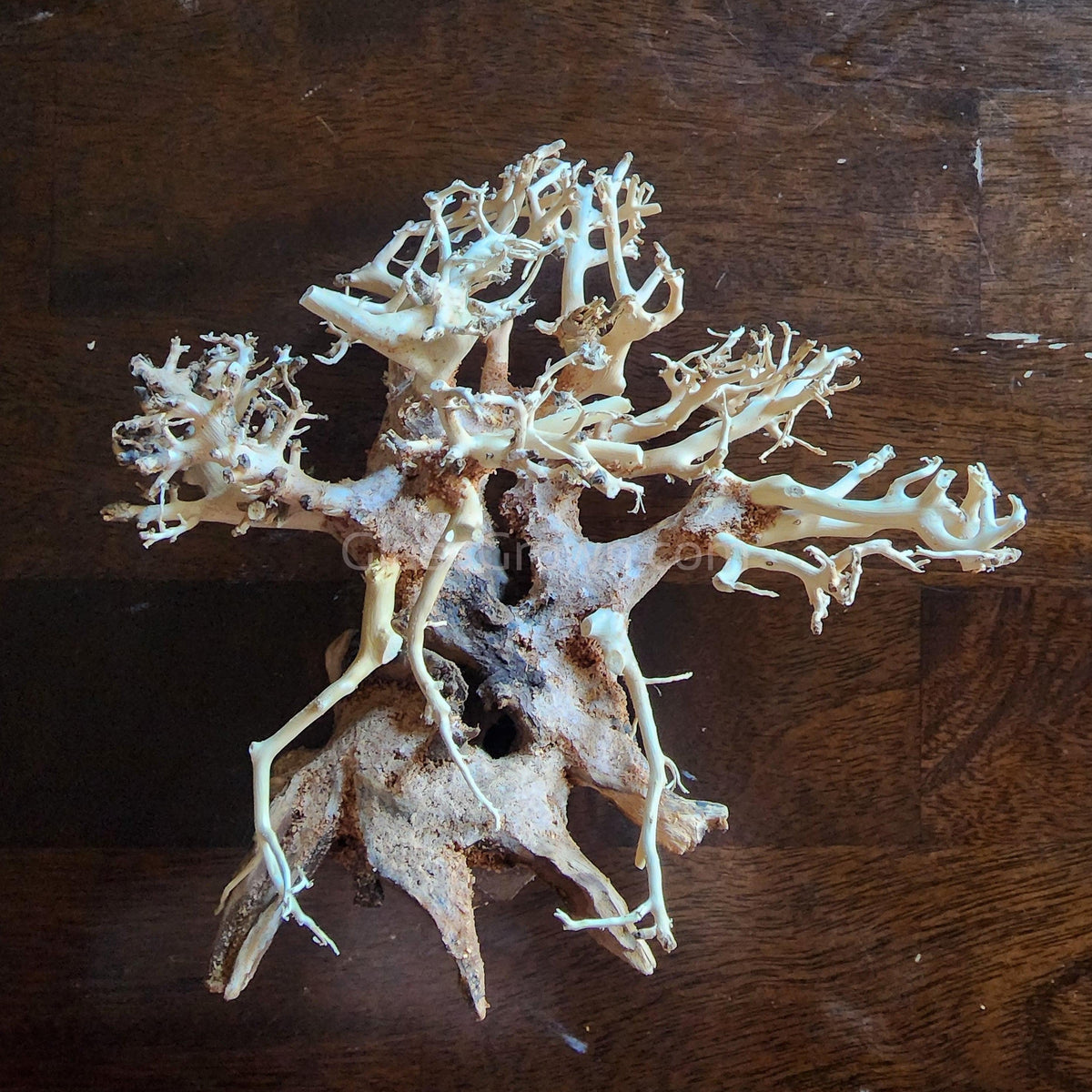 Dragonwood Bonsai Wood Nano Size 6"