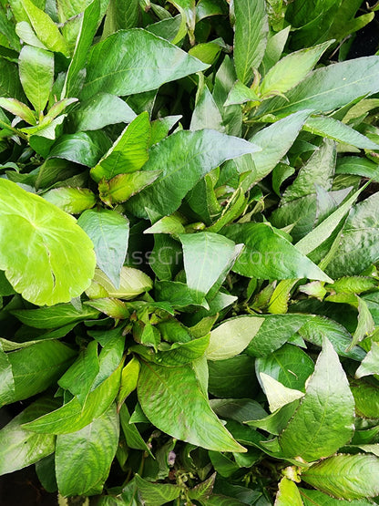 Potted Temple Plant (Hygrophila Corymbosa)