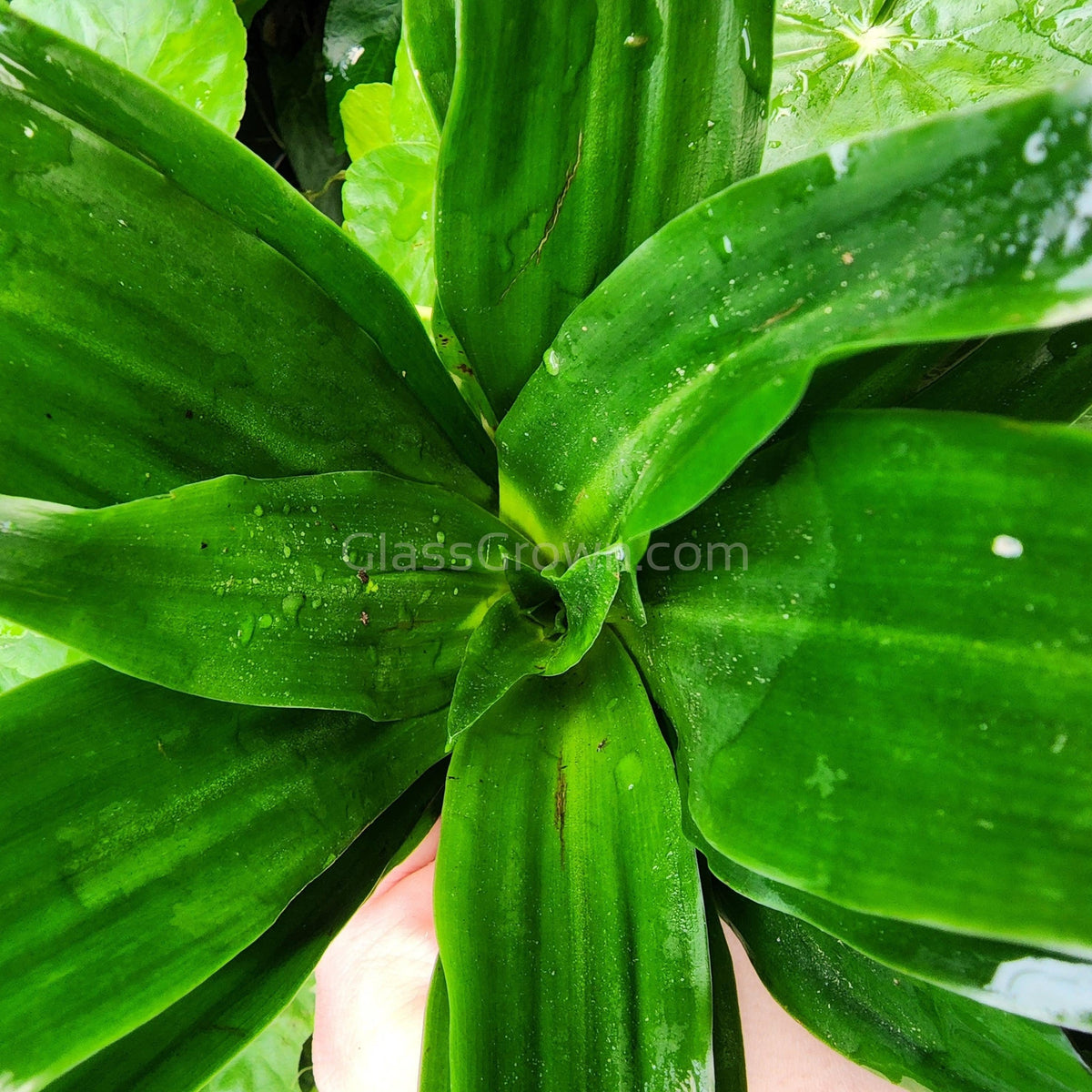 Janet Craig Pineapple Plant