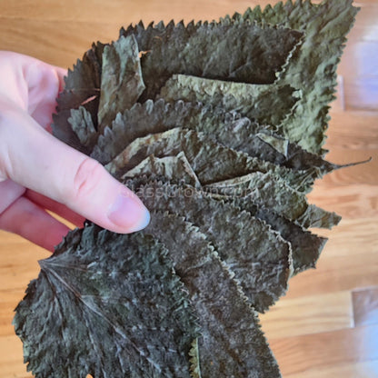 Whole Malaysian Mulberry 10 Leaves