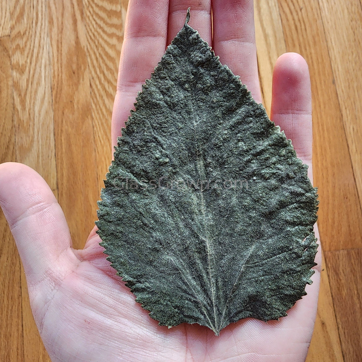 Whole Malaysian Mulberry 10 Leaves