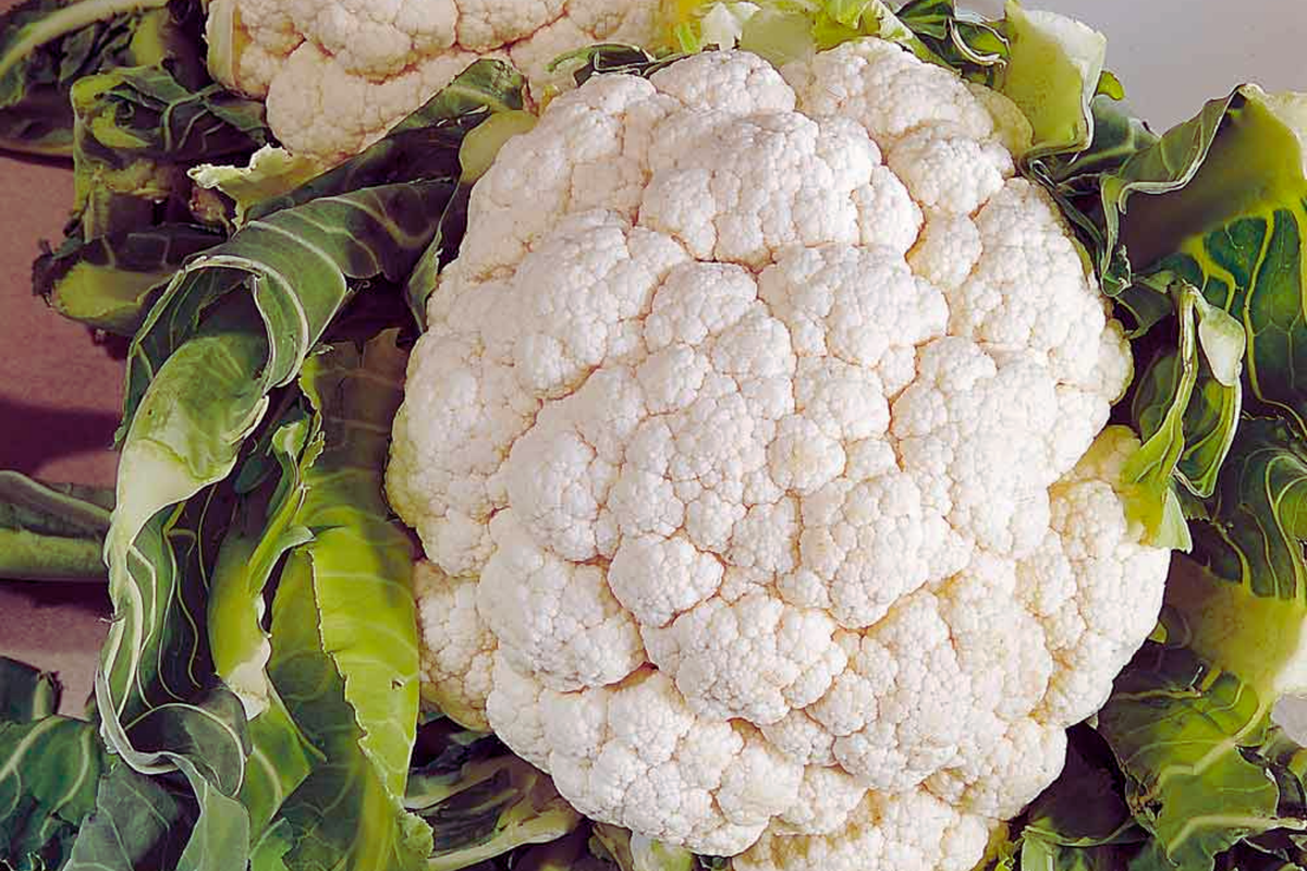 Cauliflower Seeds - Snowball Y Improved - White Variety - Brassica oleracea