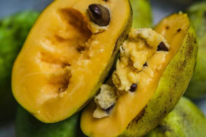5 Paw Paw Tree Seeds (Asimina Triloba) | Fresh Stratified Indiana Banana Seeds | Ready to Plant | Unique Fruit & Purple Blossoms