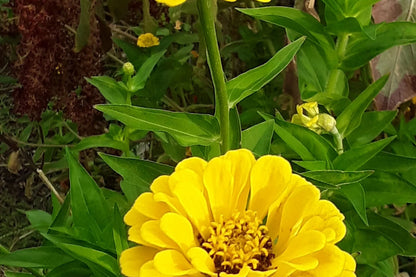 Canary Bird Zinnia Seeds | Bright Yellow Flowers | Attracts Bees & Butterflies | Non-GMO |  | Easy to Grow
