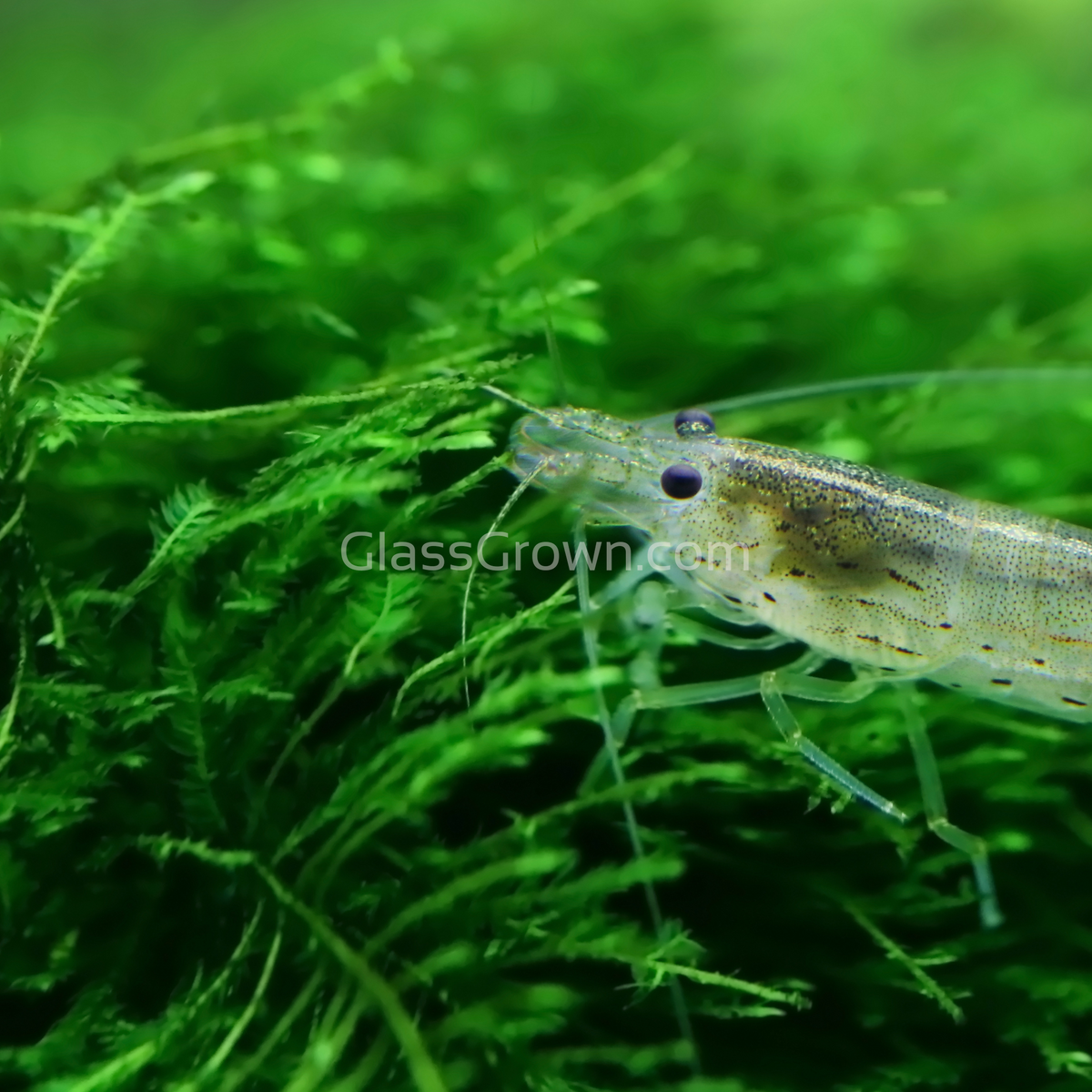 Java Moss 2oz Portion