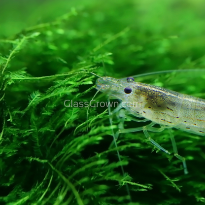 Java Moss 2oz Portion