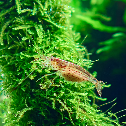 Java Moss 2oz Portion