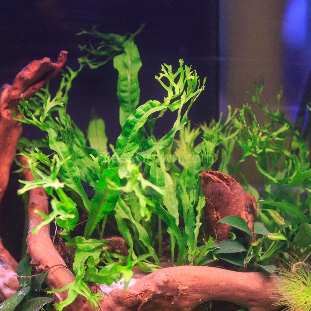 Java Fern Windelov