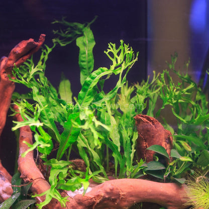 Java Fern Windelov
