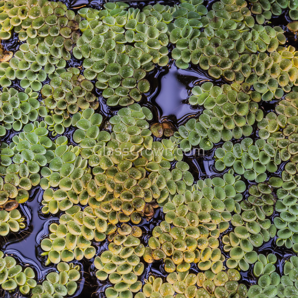 Salvinia Cucullata (Velvet Spangles) Plantlets 3 Pack