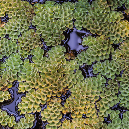 Salvinia Cucullata (Velvet Spangles) Plantlets 3 Pack