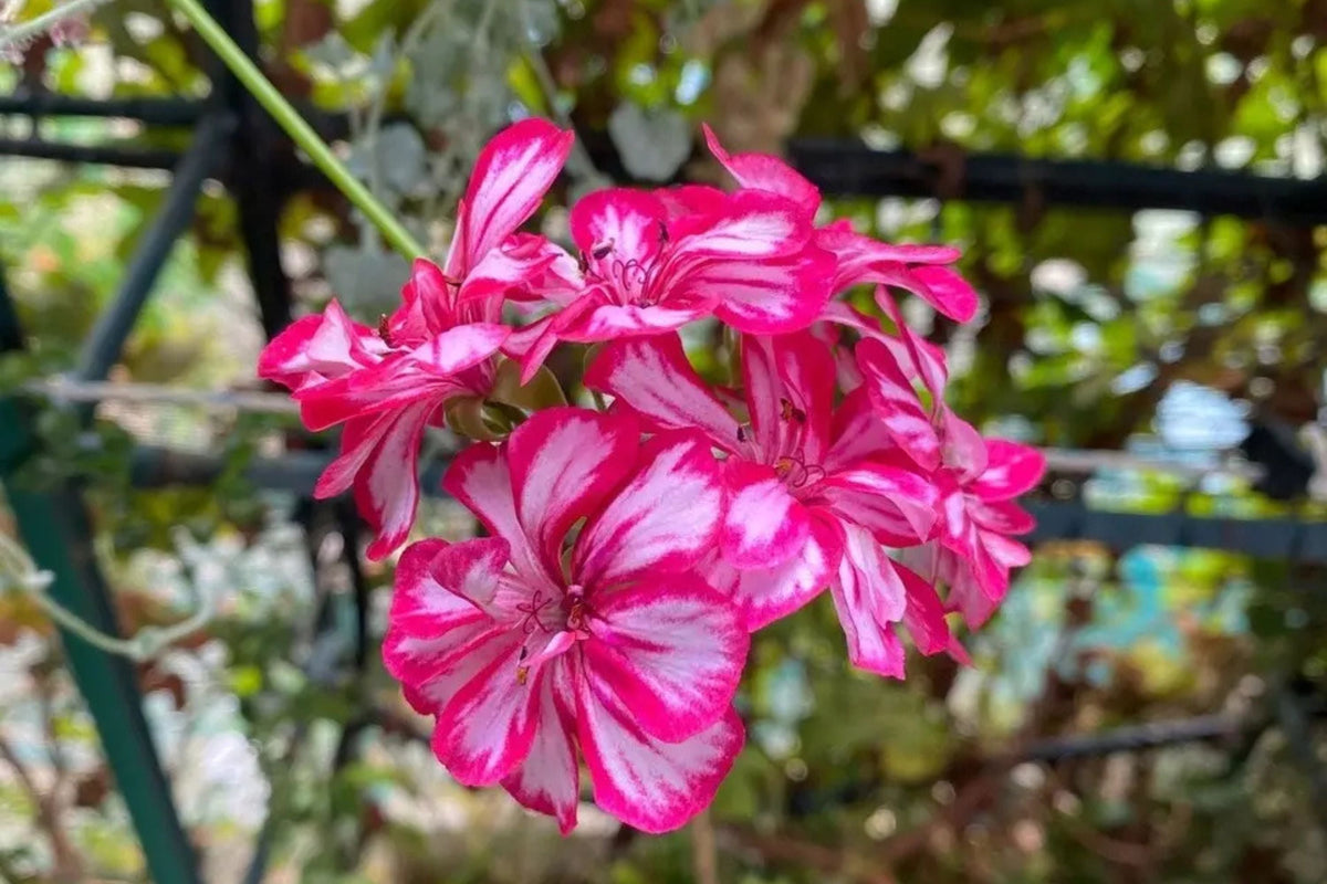 Precision Burgundy Ice Ivy Leaf Geranium Seeds, 25+ Flower Seeds, Trailing Blooms, Full Sun, Container & Hanging Baskets