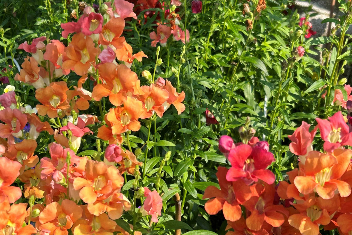 Chantilly Mix Snapdragon Seeds - 1000+ Seeds - Tall Cottage Flowers - USA Grown -  - Cut Flower Garden - Pollinator Friendly
