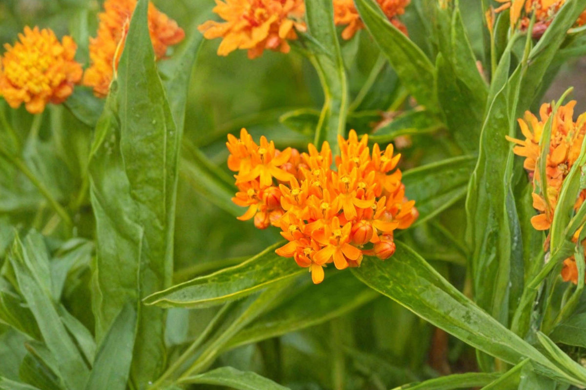15 Butterfly Weed Seeds, Asclepias tuberosa, Native Perennial Wildflower, Monarch Butterfly Host Plant, Drought-Tolerant Pollinator Seeds
