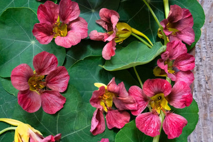Purple Emperor Nasturtium Seeds - 50+ Seeds - Rare Dark Blooms - Fast Shipping - USA Grown - Edible Flowers - Trailing Vine