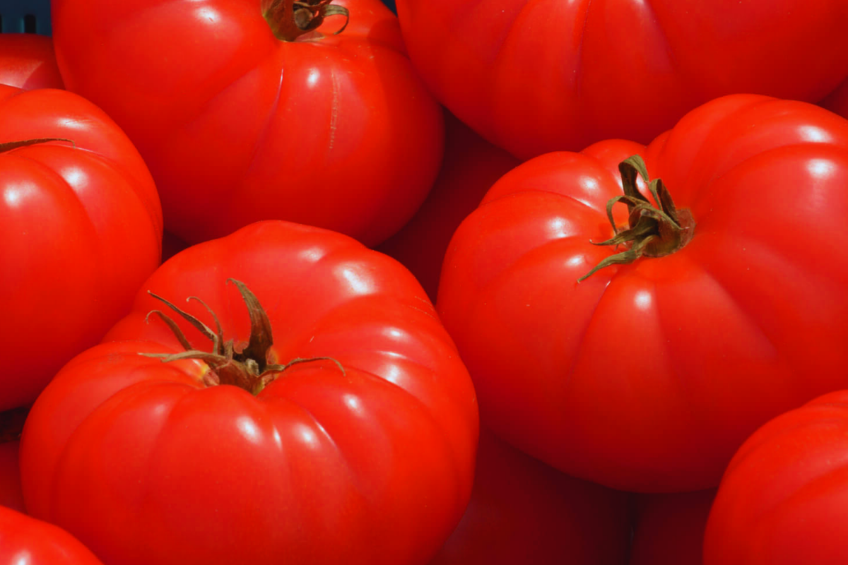 Beefsteak Tomato Seeds | Non-GMO Vegetable Seeds | Heirloom Variety | Solanum lycopersicum