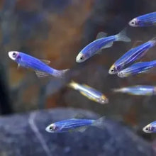 Zebra Danios