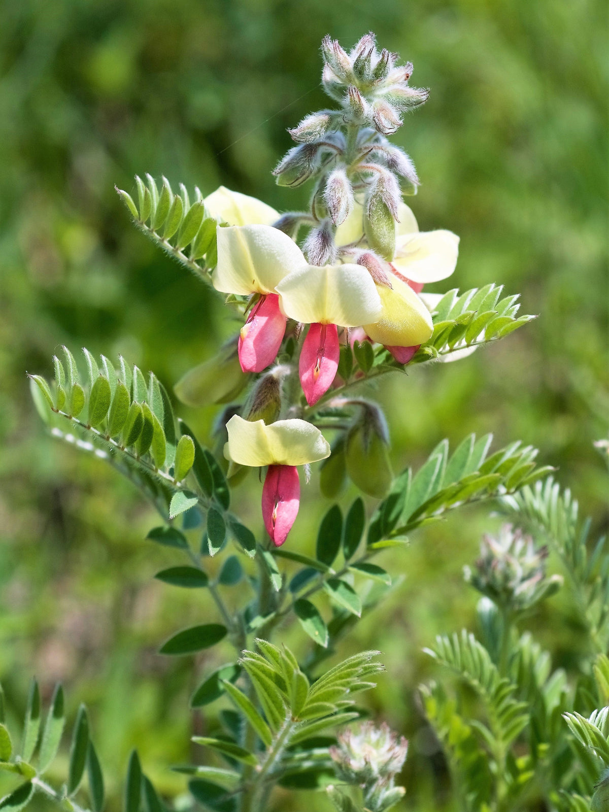 30 GOAT'S RUE Tephrosia Virginiana Cracca Flower Grass Legume Ground Cover Seeds
