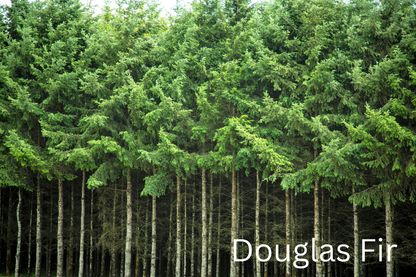 Grow Your Own CHRISTMAS TREE COLLECTION - 4 Gift Packets of Tree Seeds - Fraser Fir, Balsam Fir, Douglas Fir, & Blue Spruce + Free Gift Bag