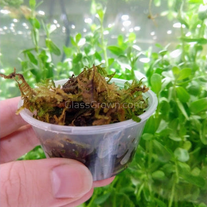 Java Moss 2oz Portion