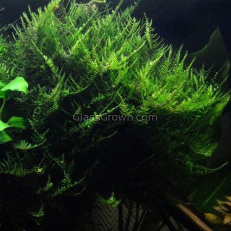 Java Moss 2oz Portion