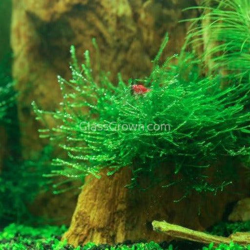Java Moss Floating Ball