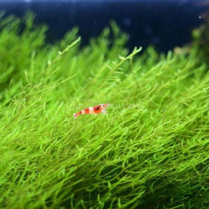 Java Moss 2oz Portion