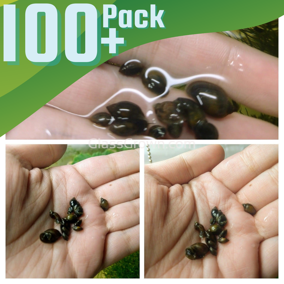 Feeder Snails