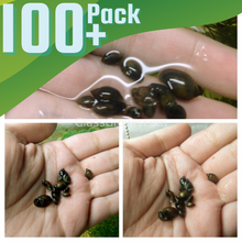 Feeder Snails