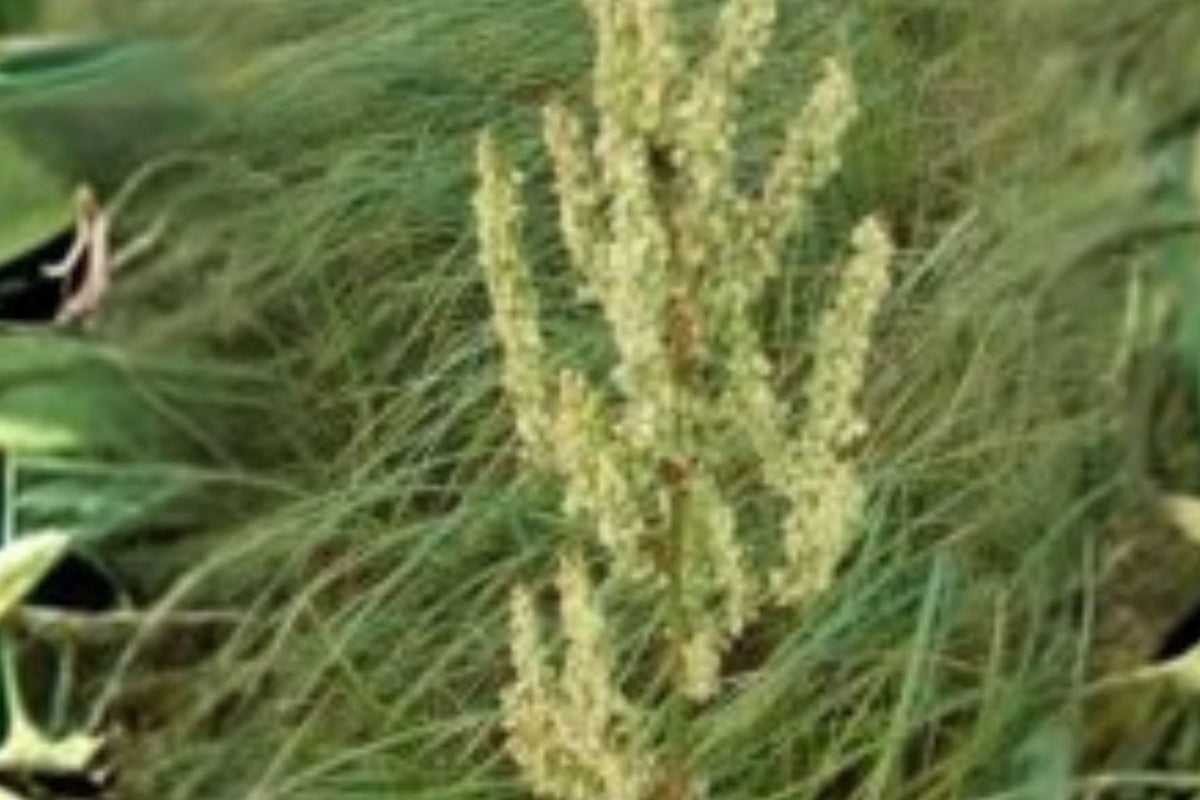 Rumex orbiculatus Water Dock Seeds – Wetland Plant for Ponds, Marsh Gardens & Habitat Restoration, Native North American Perennial