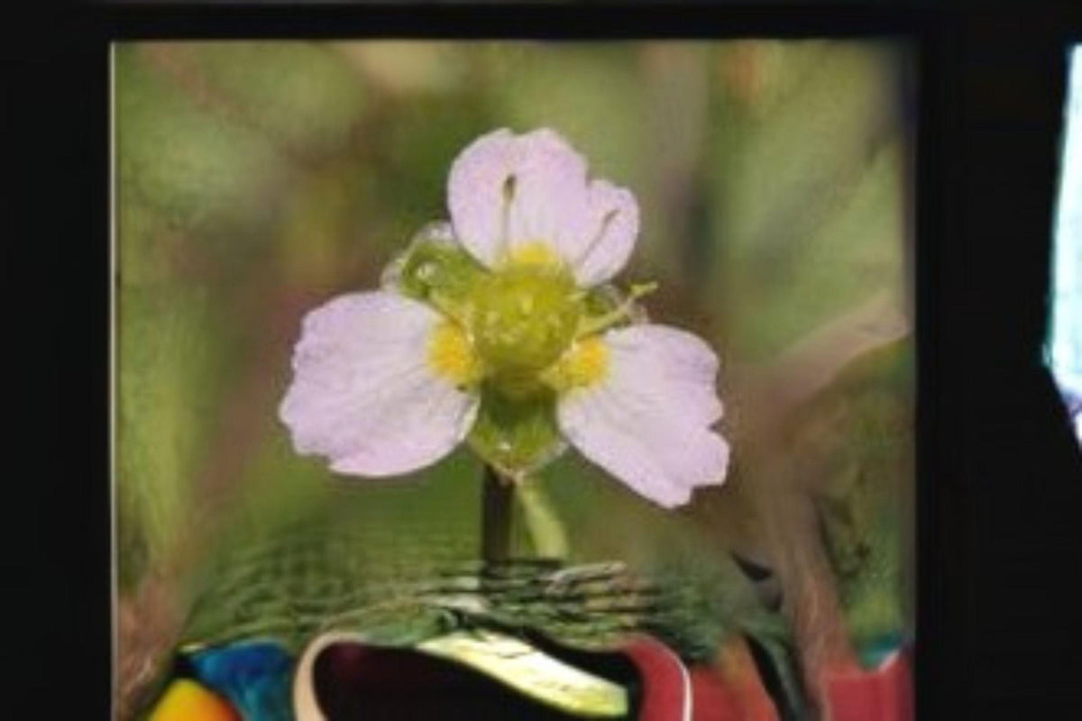 300 Water Plantain Seeds - Alisma triviale Native Aquatic Perennial for Ponds, Wetlands & Rain Gardens