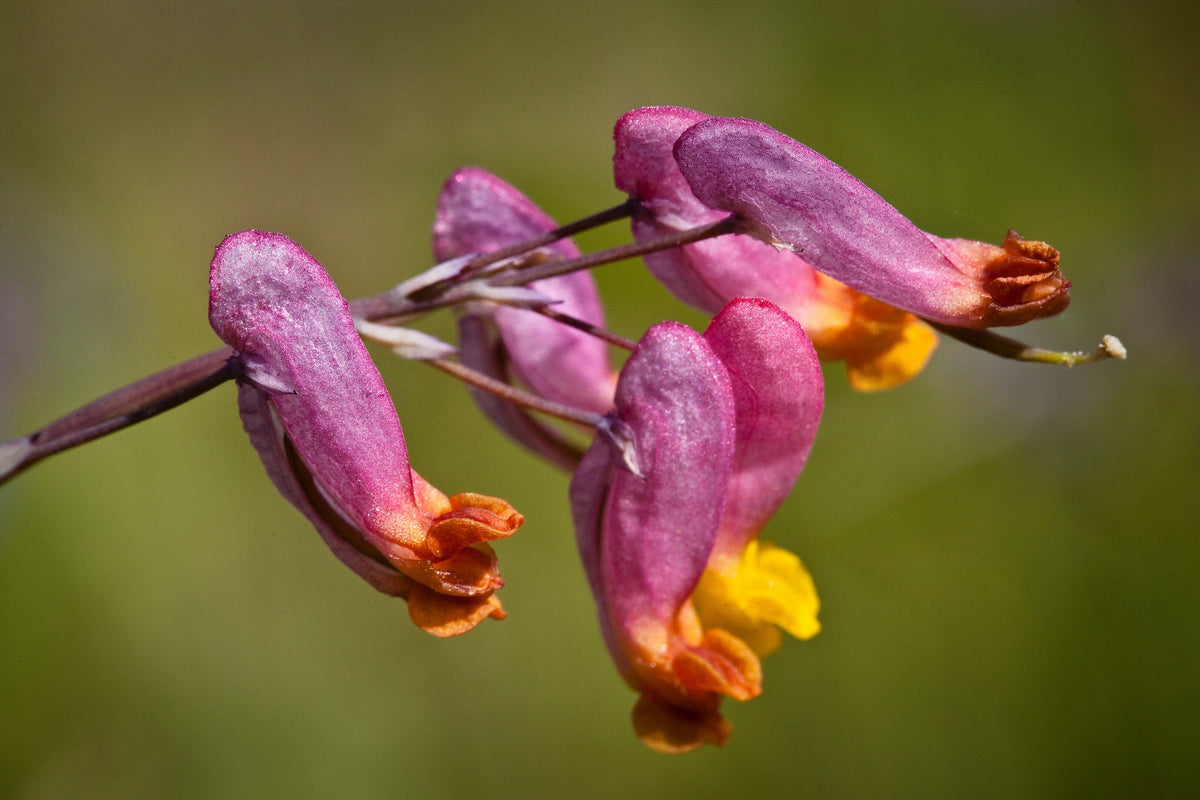 50 ROCK HARLEQUIN Pink & Yellow Corydalis Sempervirens Flower Seeds