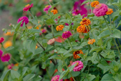Oklahoma Mix Zinnia Seeds – 100+ Heirloom Flower Seeds, , Double Blooms, Cut Flower & Pollinator Garden, USA Grown