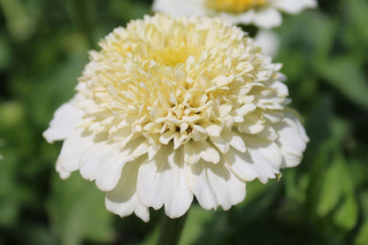 Zinderella White Zinnia Seeds – 100 Heirloom Flower Seeds, , Double Blooms, Cut Flower Garden, Pollinator Favorite