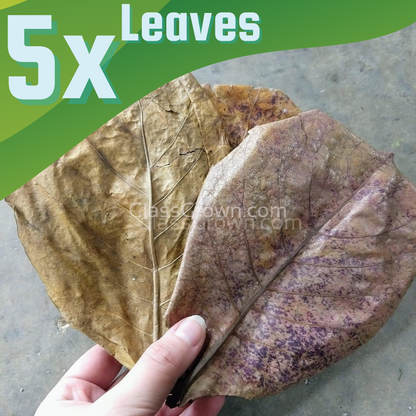 Catappa Indian Almond Leaves