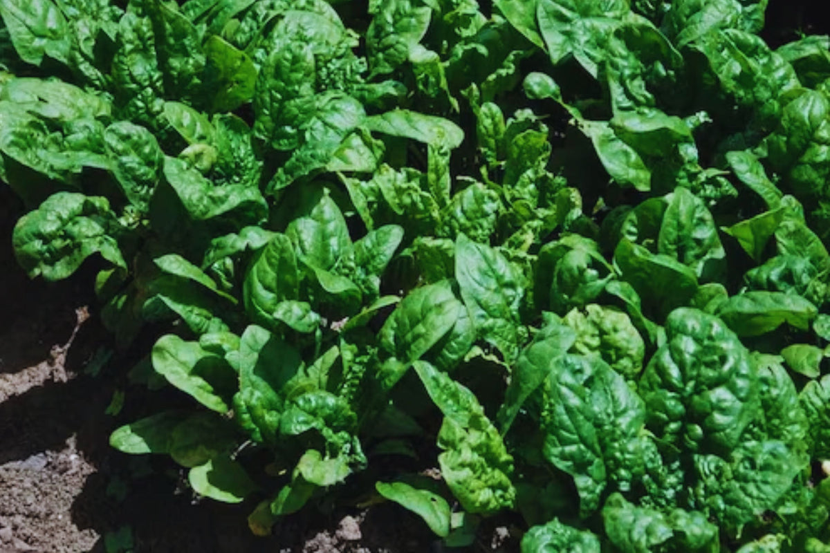 Bloomsdale Spinach Seeds - 150+ Non-GMO Heirloom Seeds for Fresh Garden, Spinacia oleracea, Leafy Greens, Organic, Easy to Grow