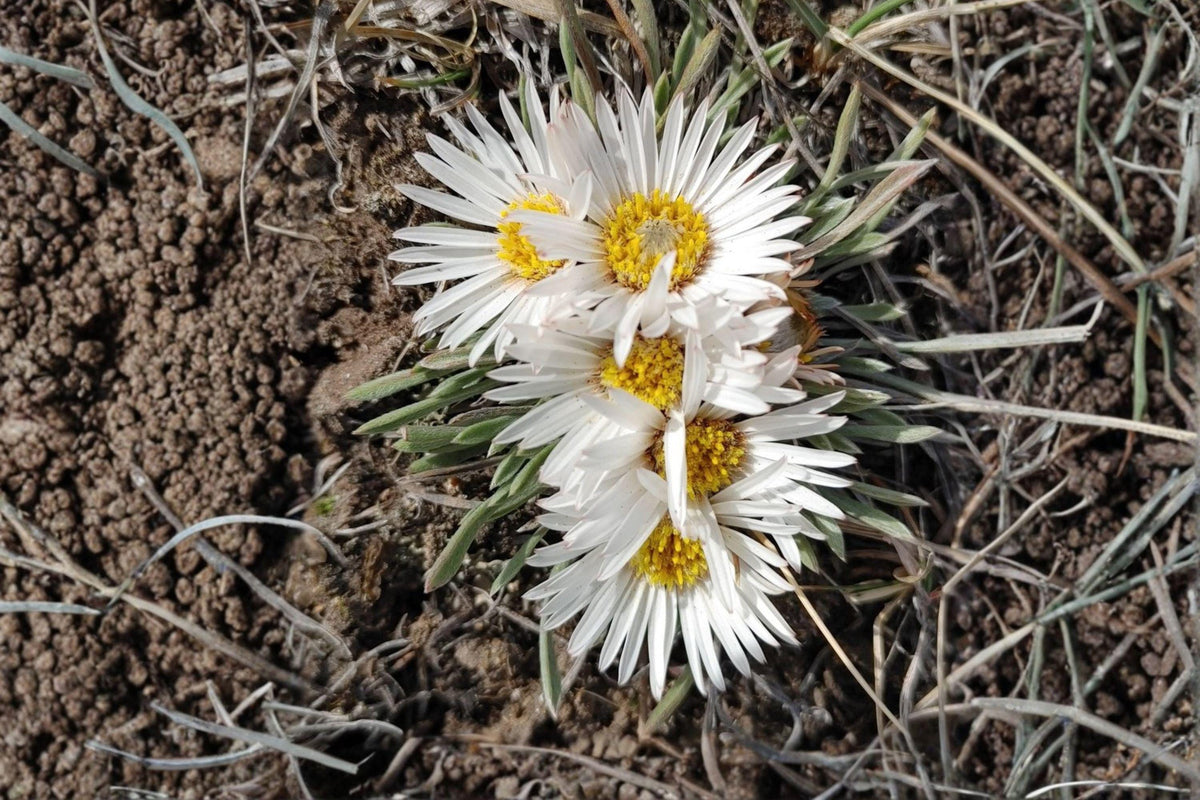 Fendler’s Easter Daisy Seeds – Townsendia fendleri – Native Wildflower for Rock Gardens & Dry Slopes – Perennial Plant