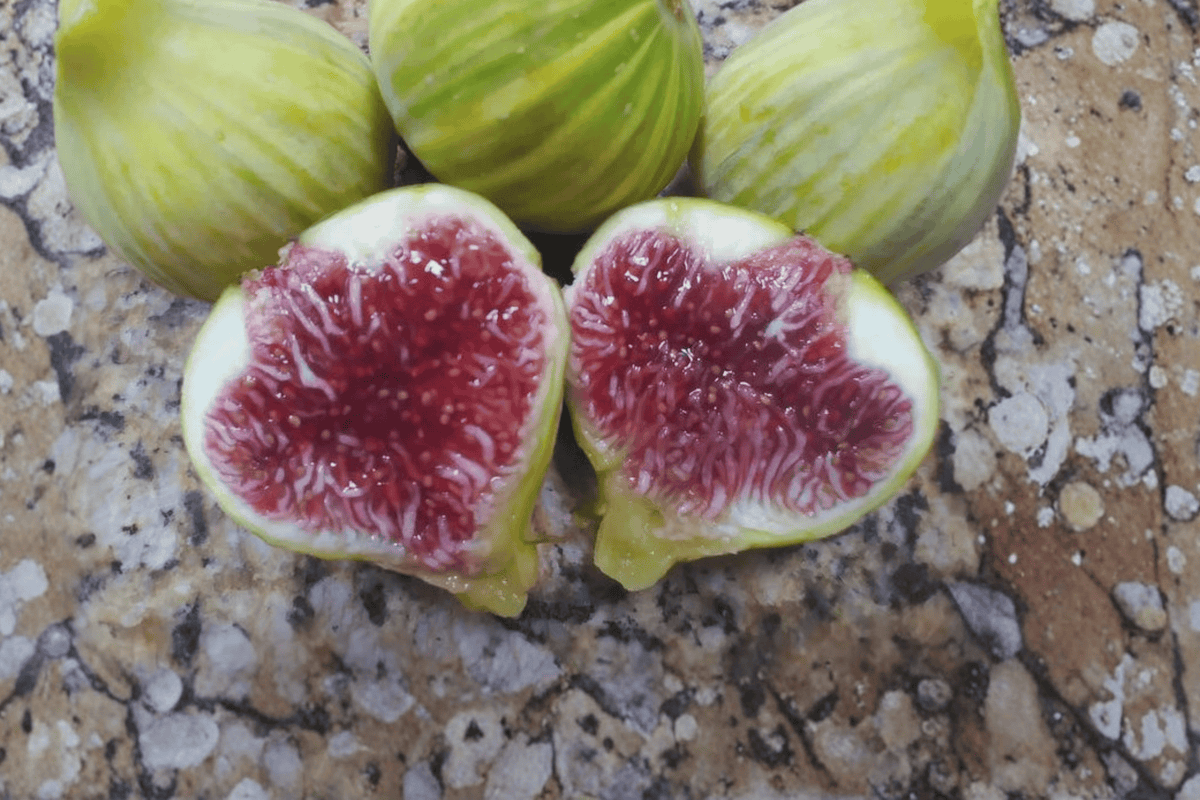 Black Madeira UCD Fig 2 Unrooted Hardwood Cuttings – 6–8 Inches – Ficus carica