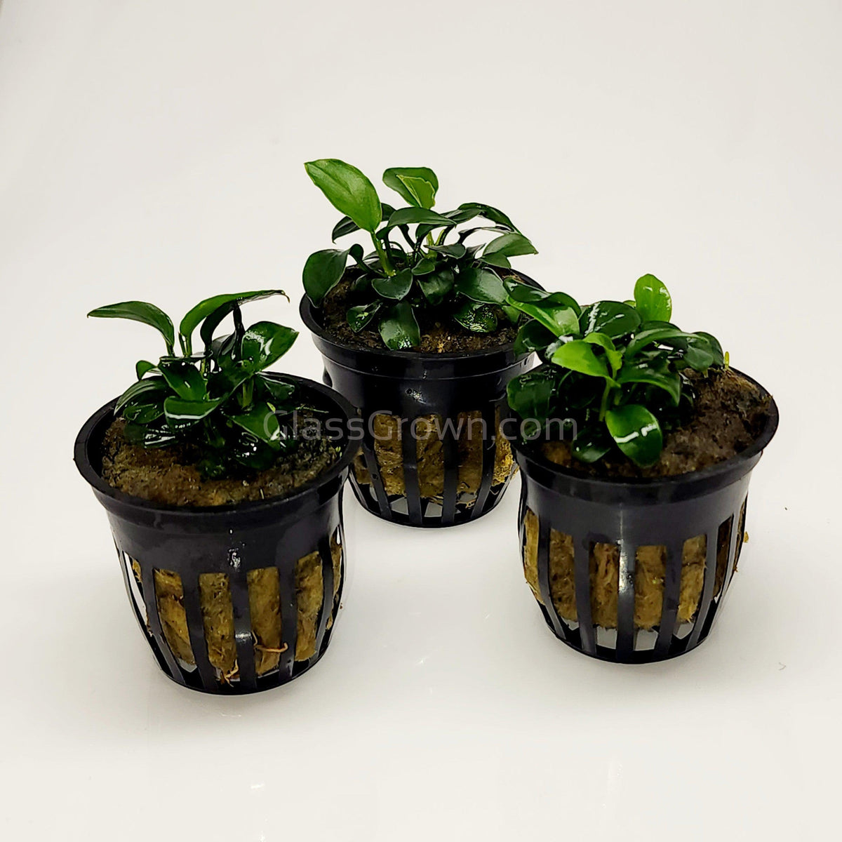 Anubias Nana Petite