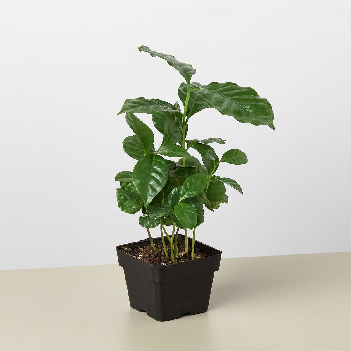 Arabica Coffee - NURSERY POT ONLY